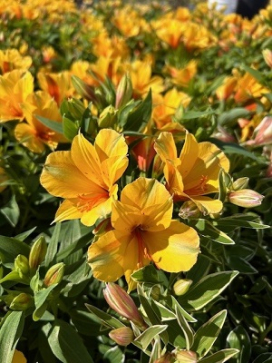 ALSTROEMERIA Lisa